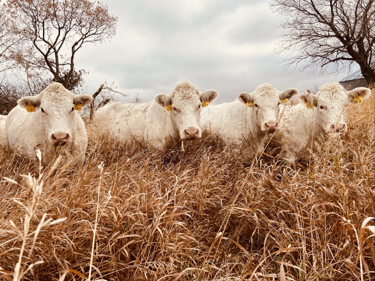 Charolais heifers in brown grass